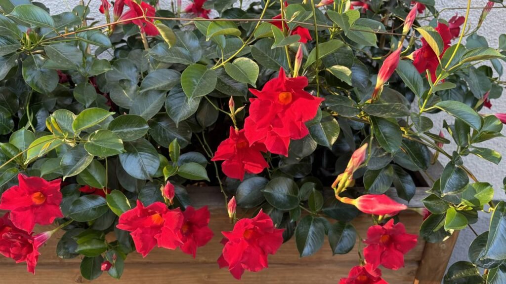 A planta trepadeira que cobre varandas e é ideal para refrescar no verão com flores e sombra natural