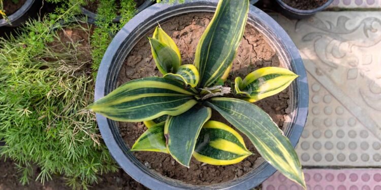 Nem todo dia, nem por semana: qual a frequência certa para regar a língua de sogra no verão?