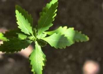 O chá que transforma a digestão e acaba com o desconforto abdominal em pouco tempo