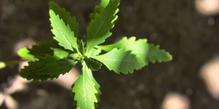 O chá que transforma a digestão e acaba com o desconforto abdominal em pouco tempo