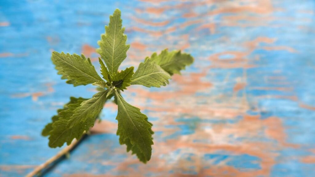 O chá que transforma a digestão e acaba com o desconforto abdominal em pouco tempo