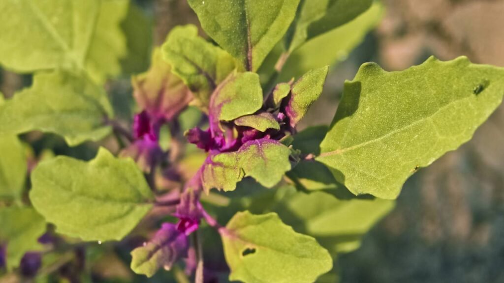 O chá que transforma a digestão e acaba com o desconforto abdominal em pouco tempo