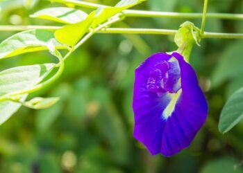 Poucos conhecem a ervilha-borboleta e seu efeito surpreendente