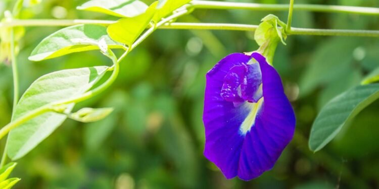 Ervilha-Borboleta - Créditos: depositphotos.com / aamovi