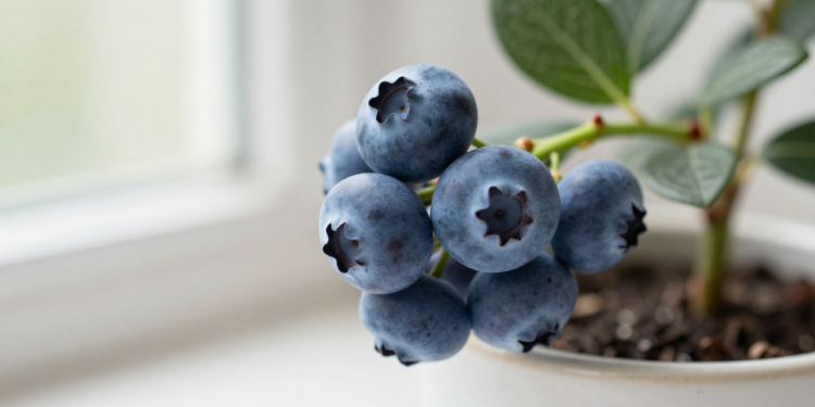 Essa fruta pequena pode ajudar a proteger a visão e ainda dá para plantar em casa