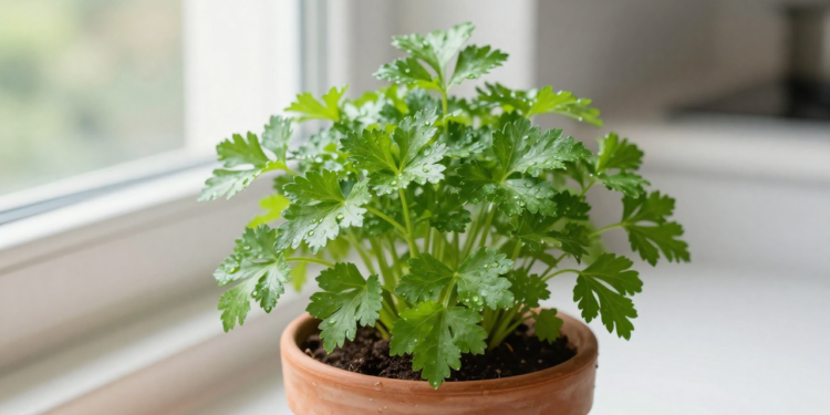 Essa hortaliça comum pode ajudar a reduzir inchaço e ainda cresce fácil em casa