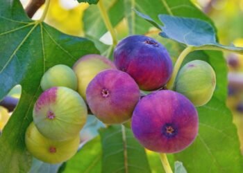 O fruto que melhora o intestino, fortalece os ossos e ainda pode ser plantado em vasos grandes