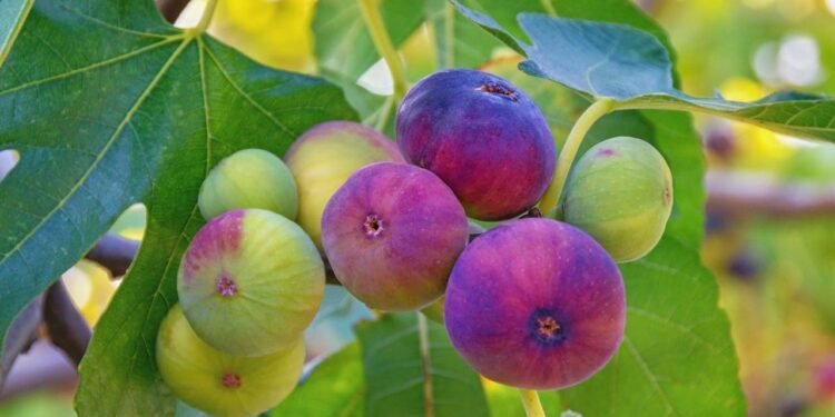 O figo é notório por sua propriedade laxativa, sendo um dos remédios naturais mais antigos e eficazes para combater a constipação - Créditos: depositphotos.com / OlgaIlinich