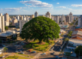 A “Árvore do Mundo” é brasileira e está conquistando quem busca qualidade de vida sem abrir mão de áreas verdes