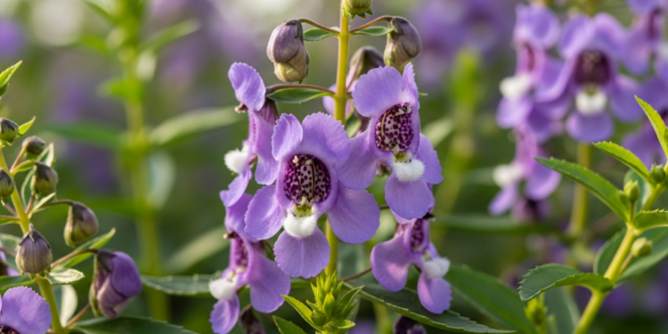 A planta brasileira ideal para plantar dezembro que cresce rápido e aguenta calor extremo