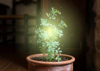 A planta que protege sua casa do mau-olhado e afasta energias negativas, segundo os antigos