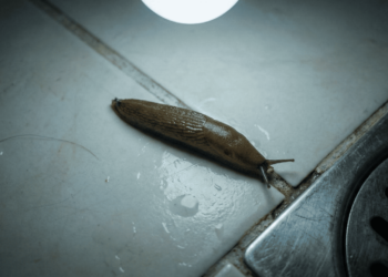 O que significa quando começam a aparecer lesmas dentro de casa?