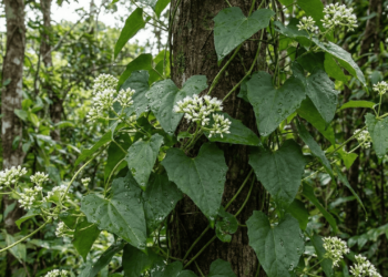 A planta tradicional usada quando a tosse não dá trégua e o peito fica pesado