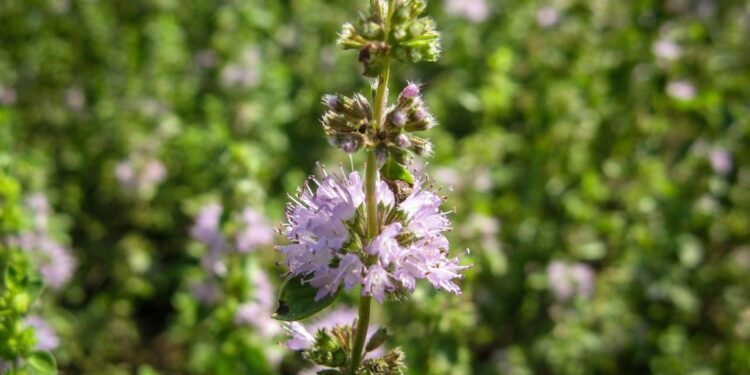 Uma das propriedades medicinais mais valorizadas do poejo é seu efeito antitussígeno e expectorante - Créditos: depositphotos.com / rusmavel