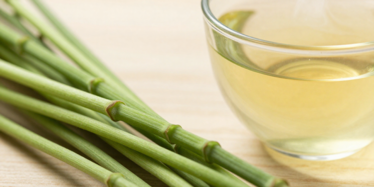 Muito usada em chás, essa planta antiga chama atenção pelo seu efeito diurético leve