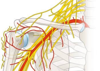 O nervo pouco conhecido que pode causar soluços persistentes