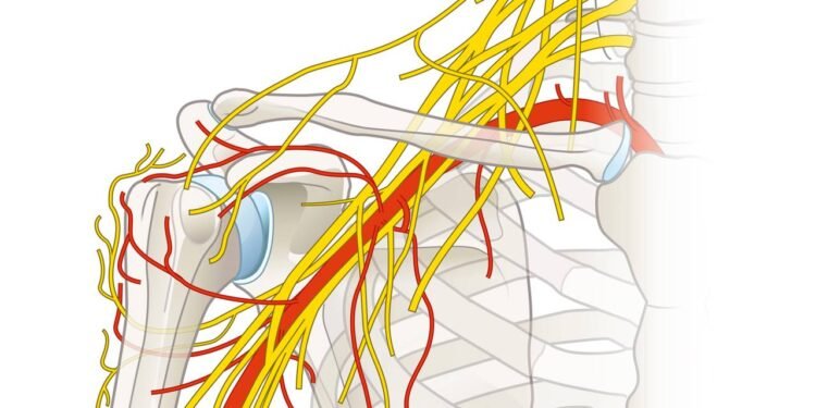 Nervo Frênico - Créditos: depositphotos.com / Axel_Kock