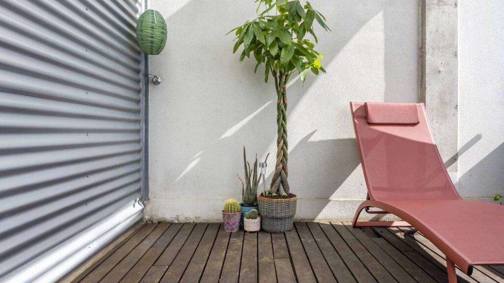 A "árvore do dinheiro" que se colocada na entrada traz prosperidade e boas energias para casa