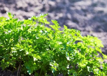 Essa erva aromática ajuda a eliminar líquidos e é fácil de plantar em casa