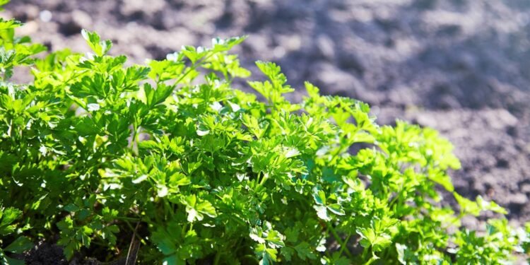 Essa erva aromática ajuda a eliminar líquidos e é fácil de plantar em casa