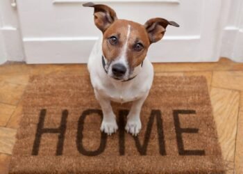 As 3 raças de cachorro pequenas ideais para ter em apartamento