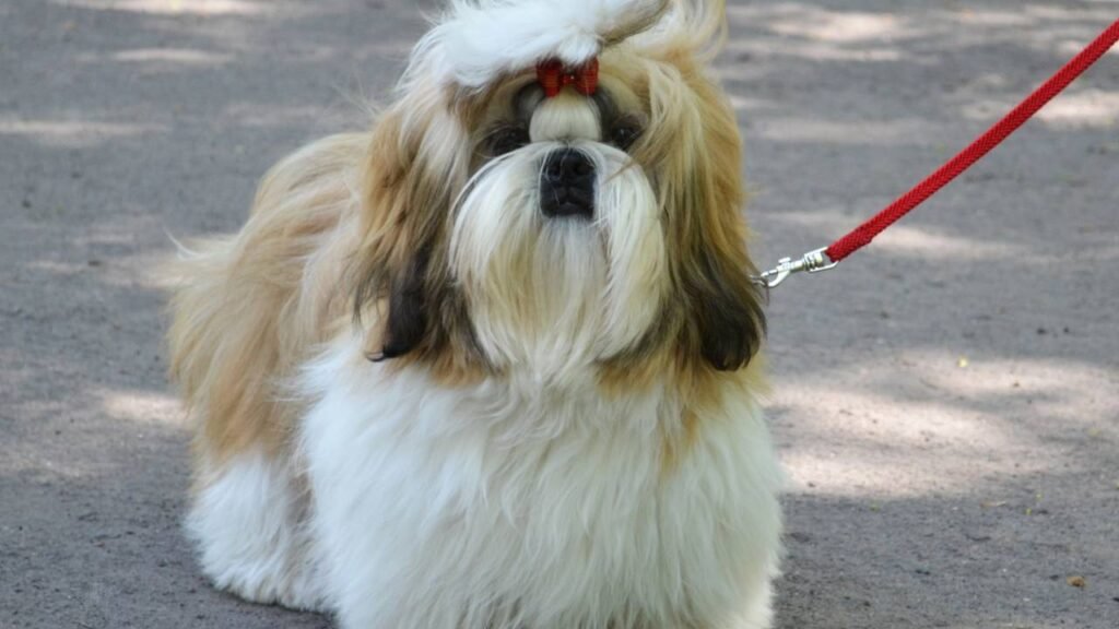 As 3 raças de cachorro pequenas ideais para ter em apartamento