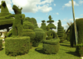 Uma cidade ganhou fama de “Mais Bela Praça” por um jardineiro de 89 anos que criou esculturas com árvores em uma praça inteira