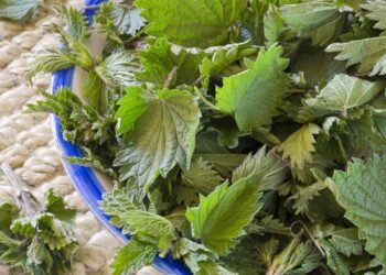 A planta mais eficaz para os rins e saúde da próstata segundo médicos