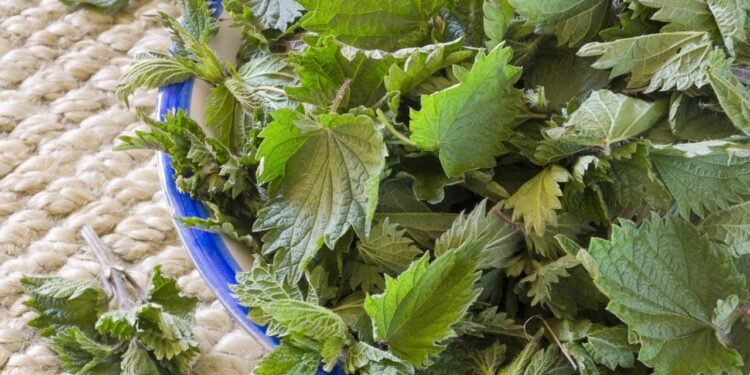 Urtiga - Créditos: depositphotos.com / photooiasson