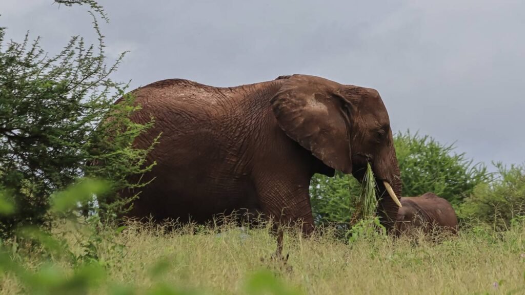 Poucos sabem desse detalhe do corpo da baleia-azul que vai deixar você de boca aberta