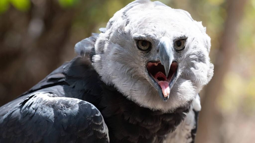 Depois de vinte anos sem deixar vestígios, uma das aves mais poderosas da América do Sul reapareceu