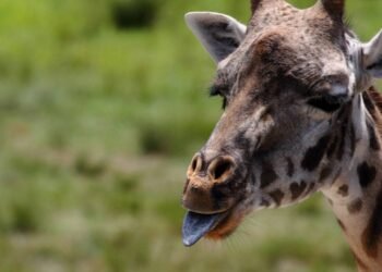 As 5 curiosidades sobre girafas que a maioria das pessoas não conhece, mas que podem surpreender