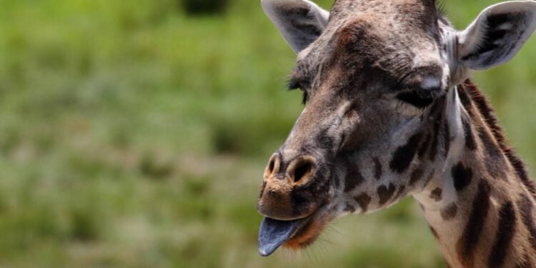 As 5 curiosidades sobre girafas que a maioria das pessoas não conhece, mas que podem surpreender