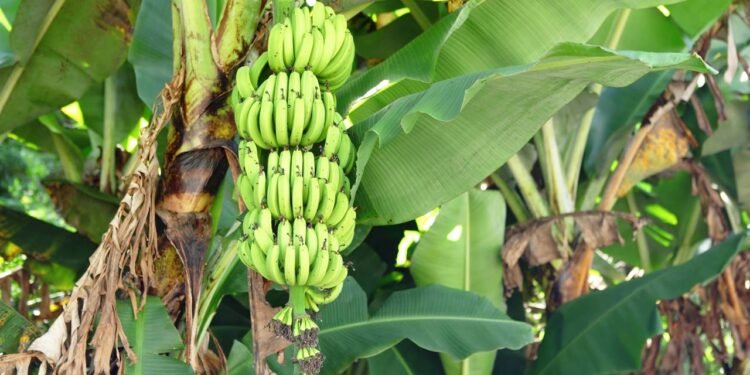 A principal propriedade curativa da banana nanica para o sistema circulatório é seu alto teor de potássio - Créditos: depositphotos.com / leungchopan