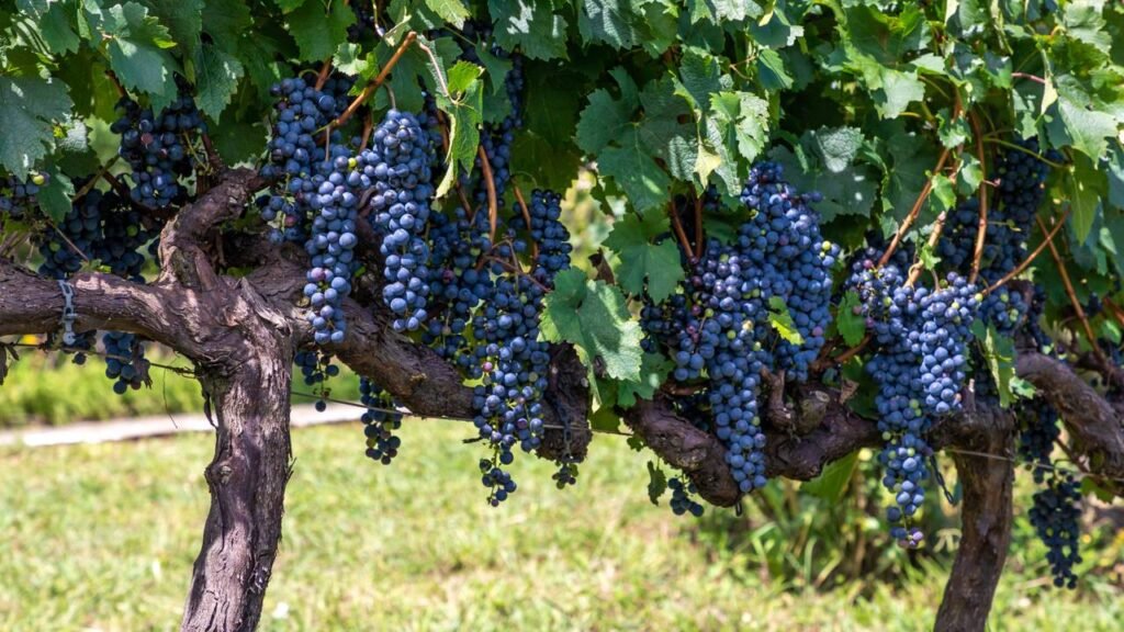A joia da serra gaúcha onde vinícolas e o tradicional maria-fumaça fazem turistas se apaixonarem