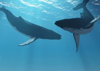 Poucos sabem desse detalhe do corpo da baleia-azul que vai deixar você de boca aberta