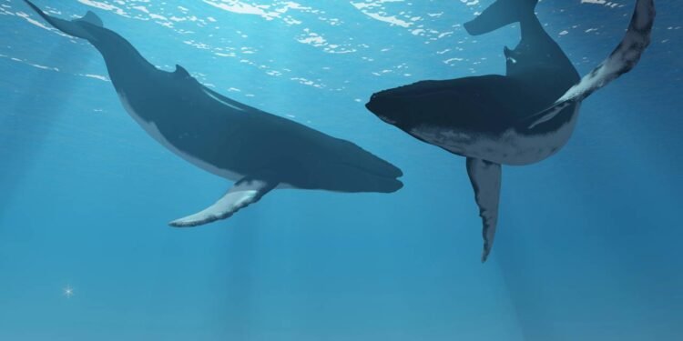 Poucos sabem desse detalhe do corpo da baleia-azul que vai deixar você de boca aberta