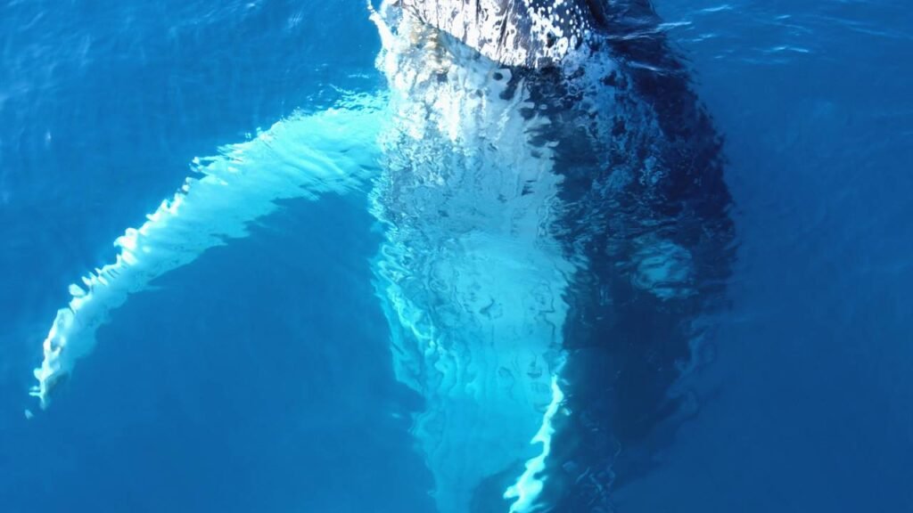 Poucos sabem desse detalhe do corpo da baleia-azul que vai deixar você de boca aberta