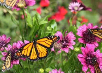 O coletivo de borboleta não é “enxame” e o termo certo vai te surpreender