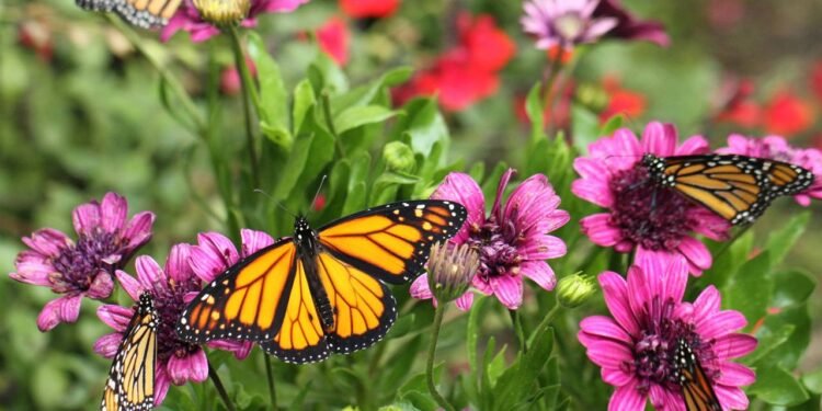 O coletivo de borboleta não é “enxame” e o termo certo vai te surpreender