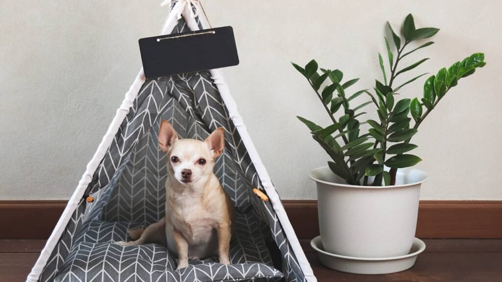 As 3 raças de cachorro pequenas ideais para ter em apartamento