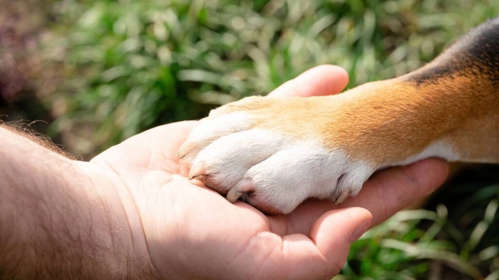 O toque da pata do seu cão esconde um significado que poucos conhecem