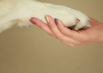 O toque da pata do seu cão esconde um significado que poucos conhecem