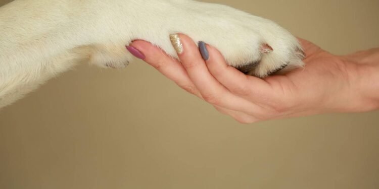 : Cachorro promove harmonia familiar: reduz tensões, incentiva caminhadas e fortalece bem-estar emocional diário. // Créditos: depositphotos.com / serezniy