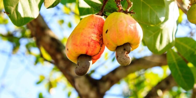 Essa fruta tropical pouco conhecida é rica em magnésio, ajuda na saúde do coração e melhora a imunidade