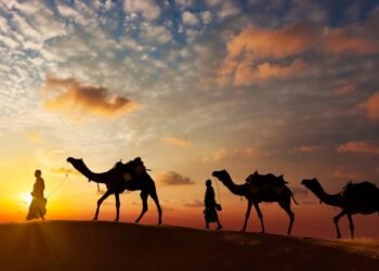 Coletivo de camelos existe sim e tem um nome que quase ninguém usa, veja qual é