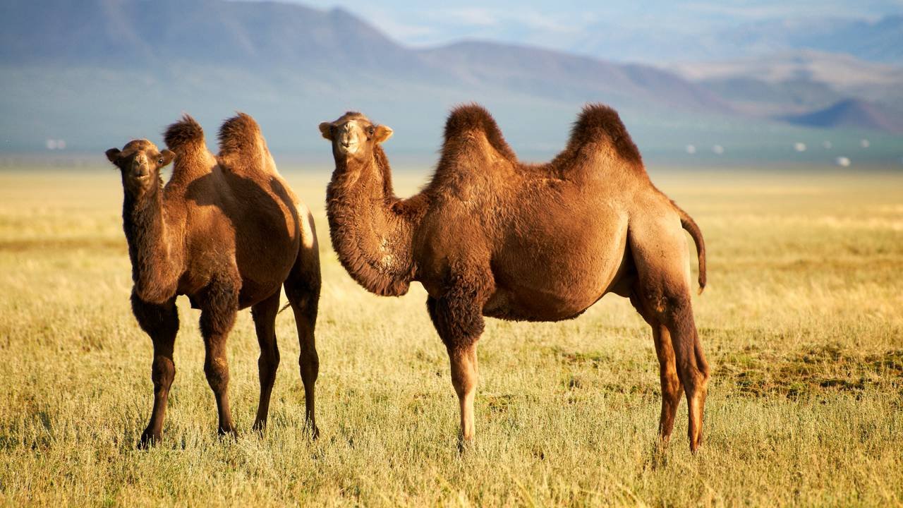 Coletivo de camelos existe sim e tem um nome que quase ninguém usa ...