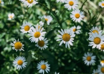 A planta que ajuda quem tem dificuldade para "desligar a mente" antes de dormir e relaxa