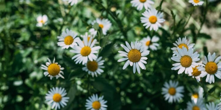 A planta que ajuda quem tem dificuldade para "desligar a mente" antes de dormir e relaxa