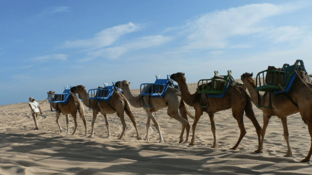 No Nordeste, o "Deserto do Saara Brasileiro" chama atenção com passeios em dromedários e dunas douradas inesquecíveis que lembram o exterior